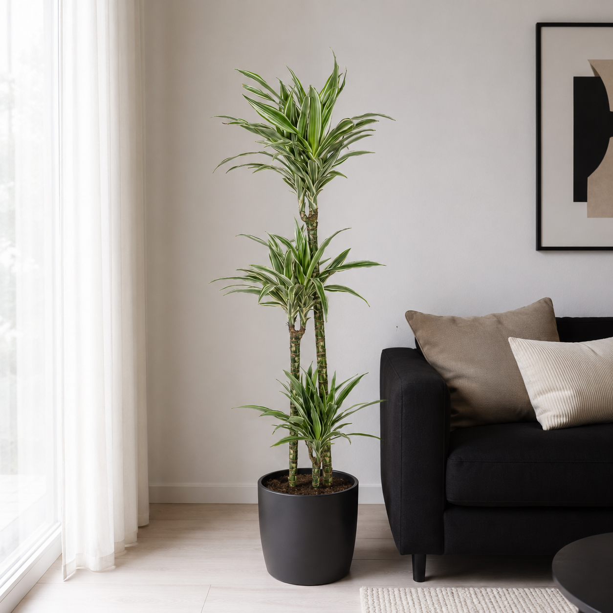 Drachenbaum "White Stripe" - ⭥140cm