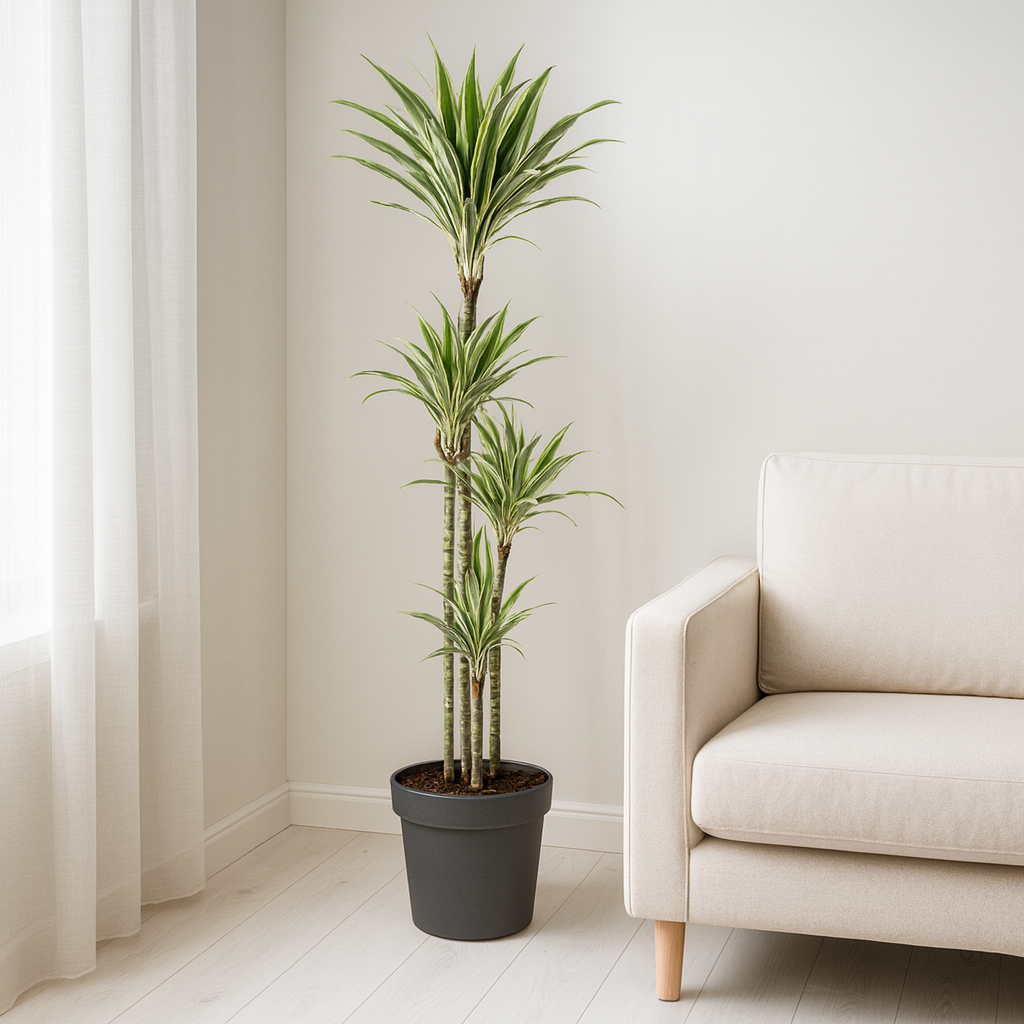 Drachenbaum "White Stripe" - ⭥180cm