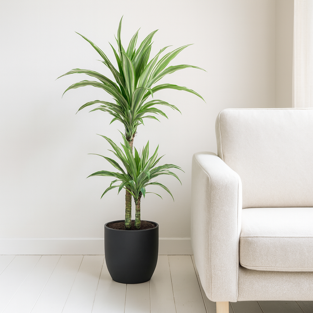 Drachenbaum "White Stripe" - ⭥80cm