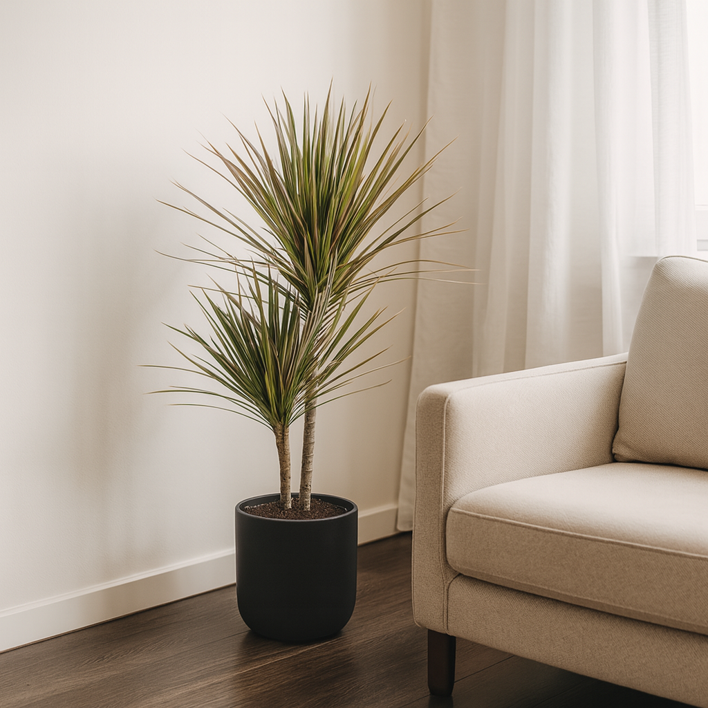 Drachenbaum "Bicolor" - ⭥60cm