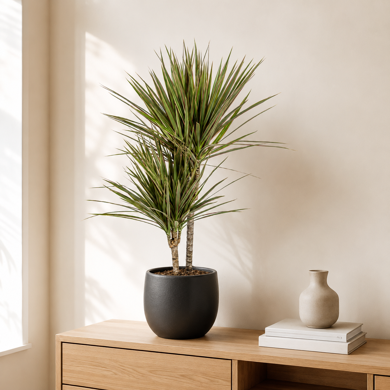 Drachenbaum "Bicolor" - ⭥60cm