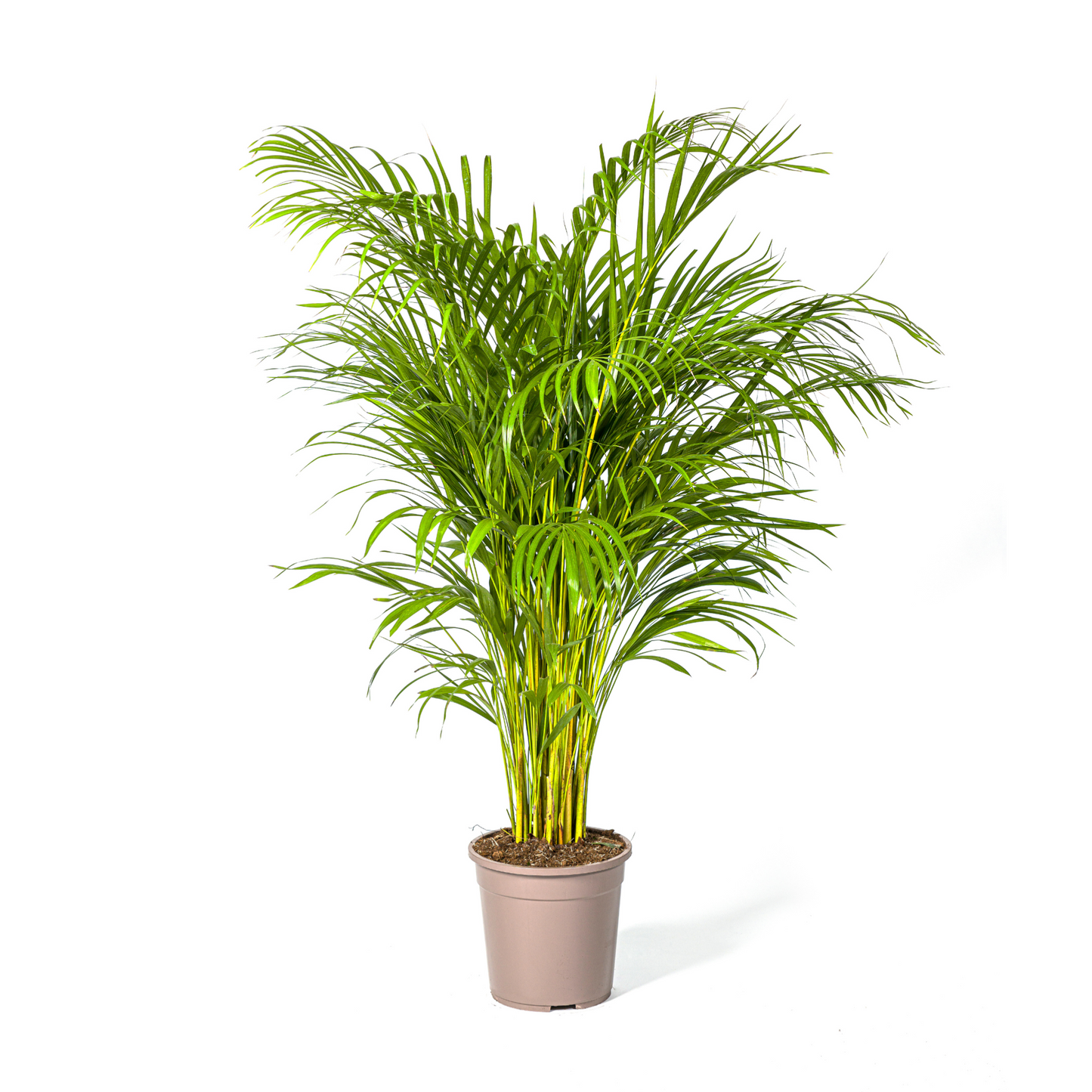Dypsis Lutescens - "Goldfruchtpalme" - ⭥130cm