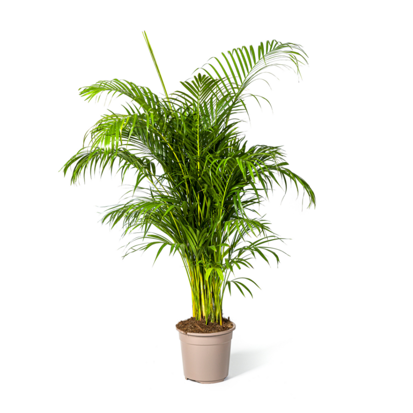 Dypsis Lutescens - "Goldfruchtpalme" - ⭥160cm