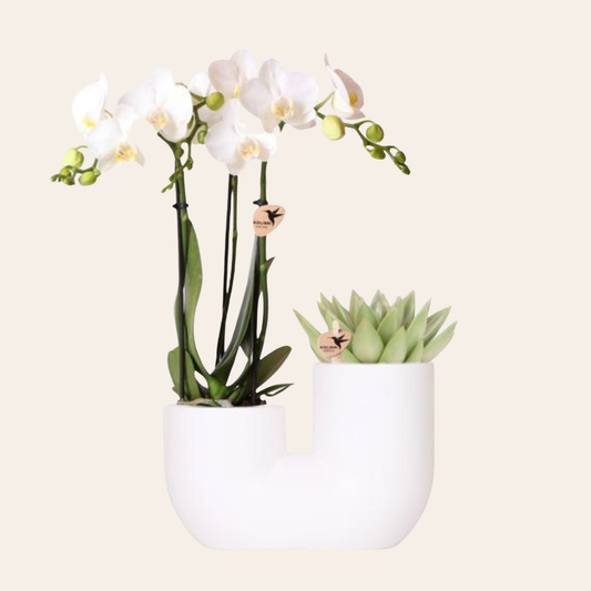 Sukkulente (⭥15cm) & Orchidee (⭥35cm) mit weißem Duo Keramik Ziertopf