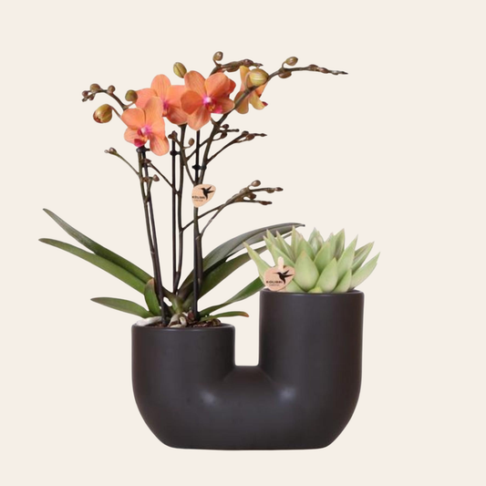 Sukkulente (⭥15cm) & Orchidee (⭥35cm) mit schwarzem Duo Keramik Ziertopf