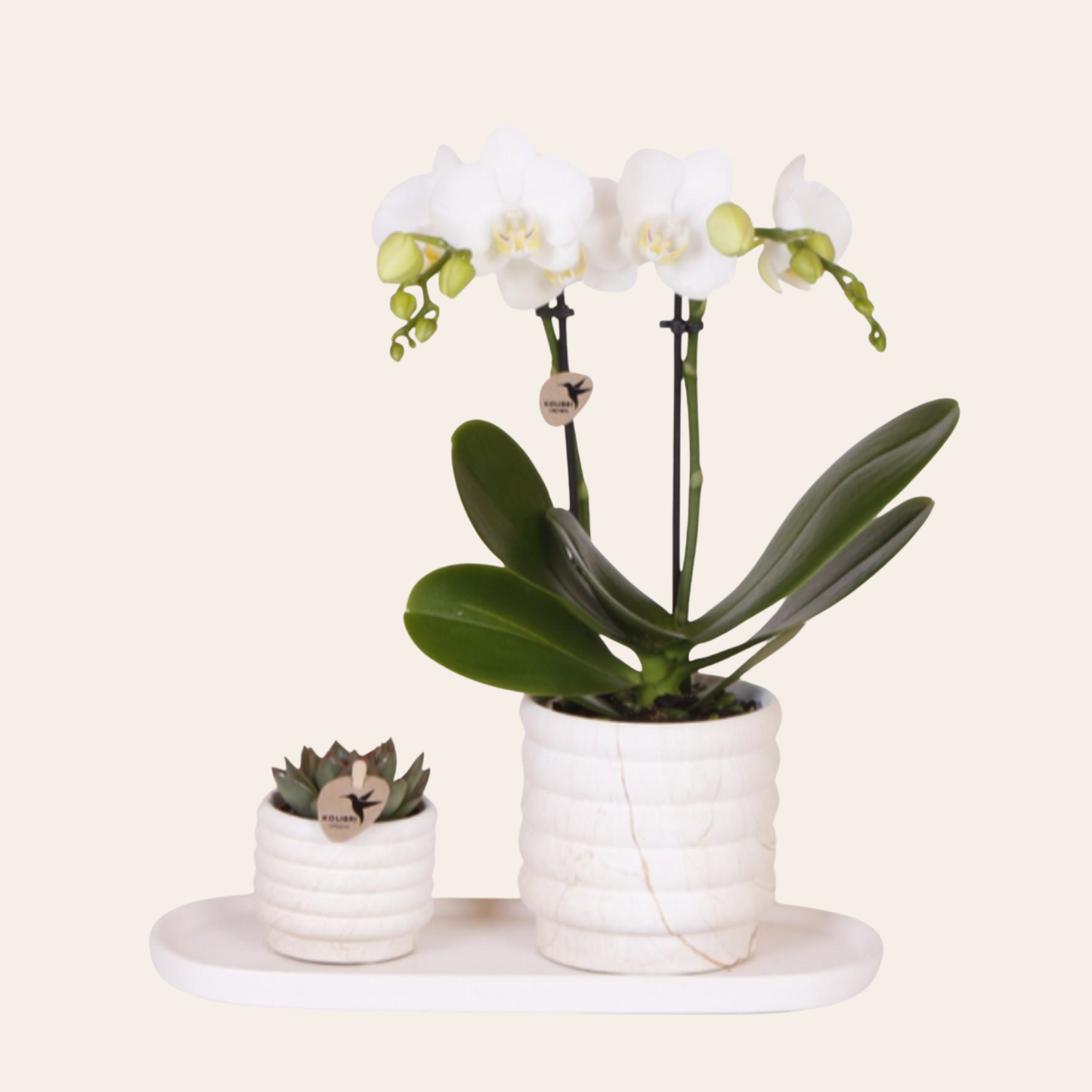 Sukkulente (⭥12cm) & Orchidee (⭥35cm) mit weißen Keramik Ziertöpfen und Tablett