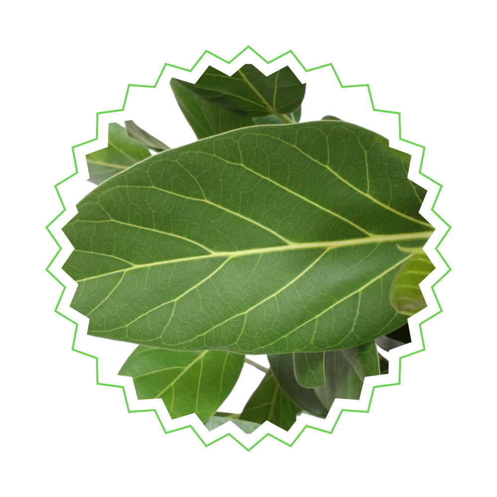 Ficus Benghalensis - "Banyan-Feige" - ⭥150cm