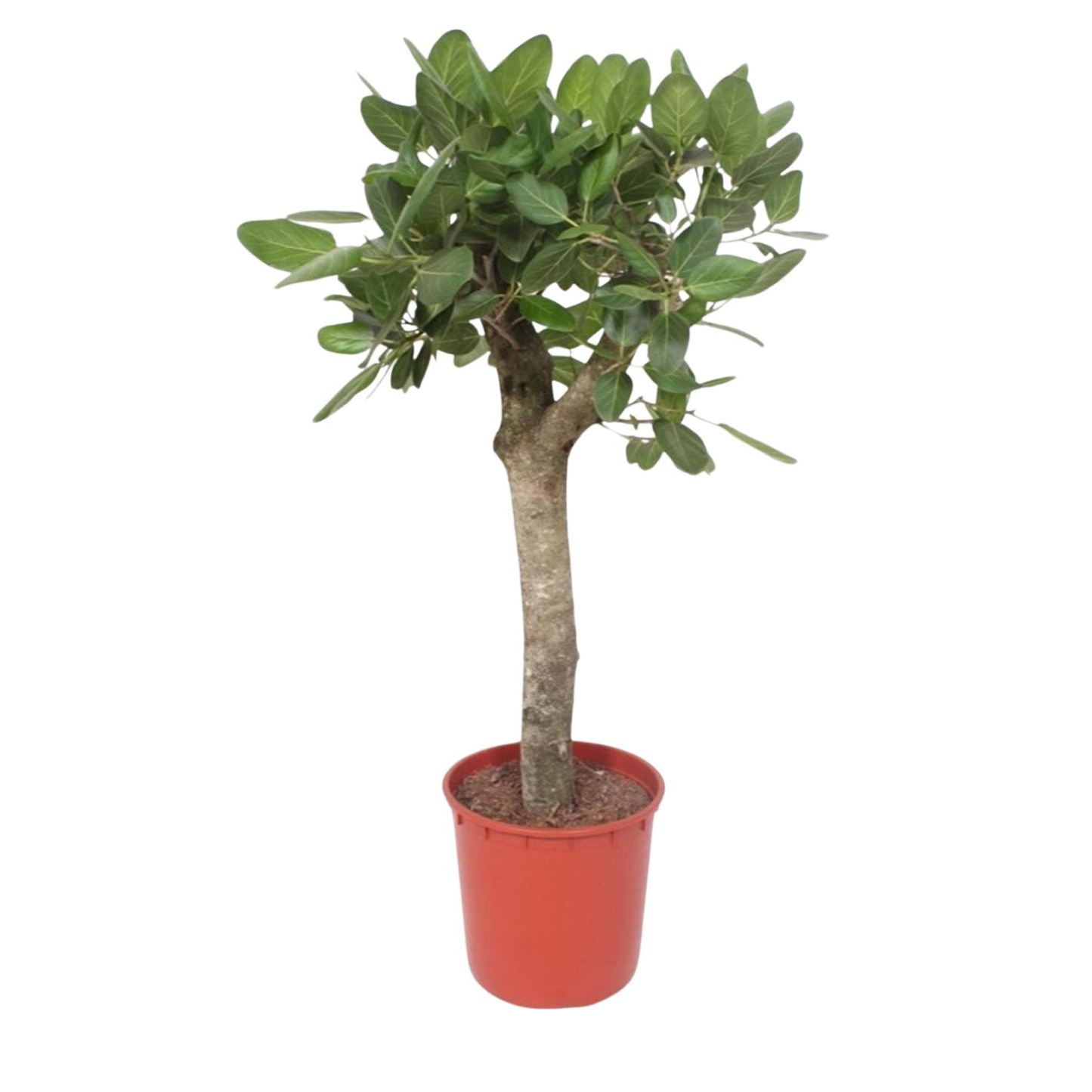 Ficus Benghalensis - "Banyan-Feige" - ⭥150cm