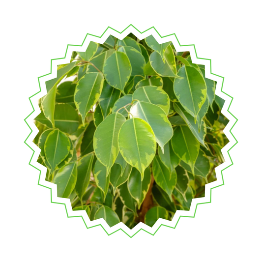 Ficus Benjamina Golden King - "Goldbirkenfeige" - ⭥70cm