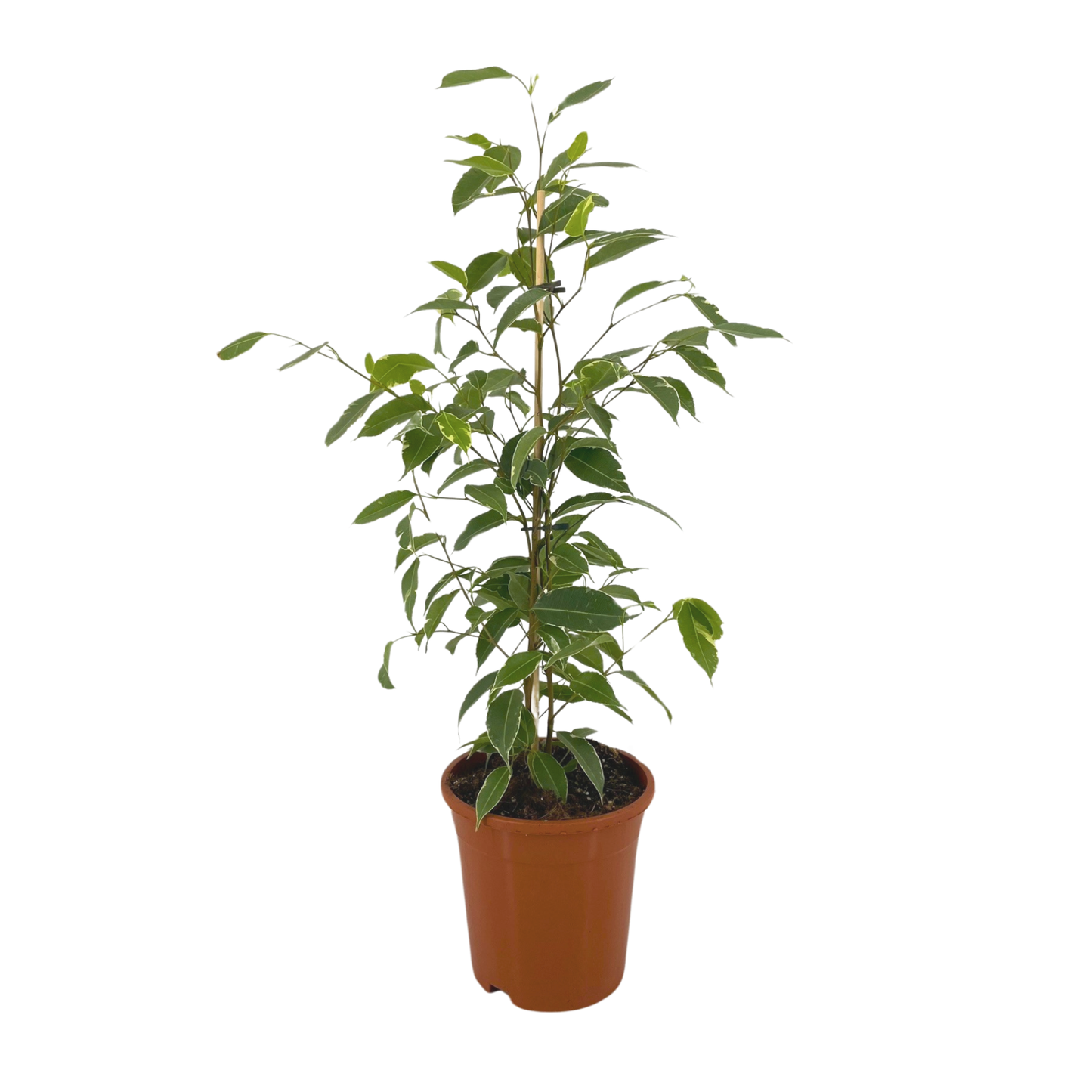 [Pflanzenset] Ficus Benjamina Golden King ⭥70cm & Ficus Binnendijkii Alii ⭥70cm & Ficus Benjamina Exotica ⭥70cm