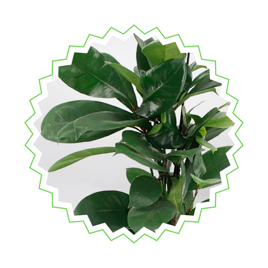 Ficus Cyathistipula - "Afrikanische Feige" - ⭥180cm