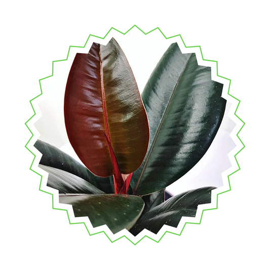 Ficus Elastica Abidjan - "Gummibaum Abidjan" - ⭥130cm