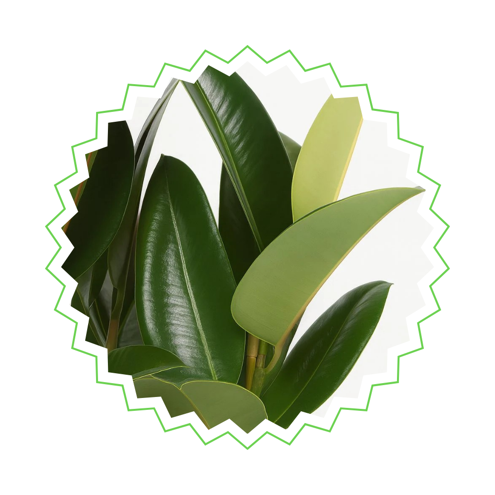 Ficus Elastica Robusta - "Gummibaum Robusta" - ⭥130cm