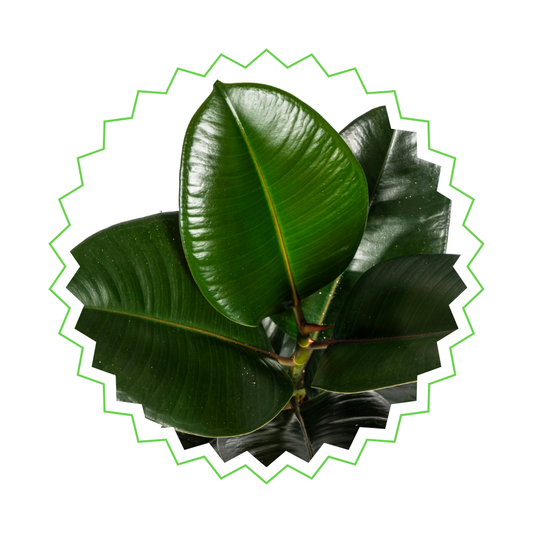 Ficus Elastica Robusta - "Gummibaum Robusta" - ⭥50cm