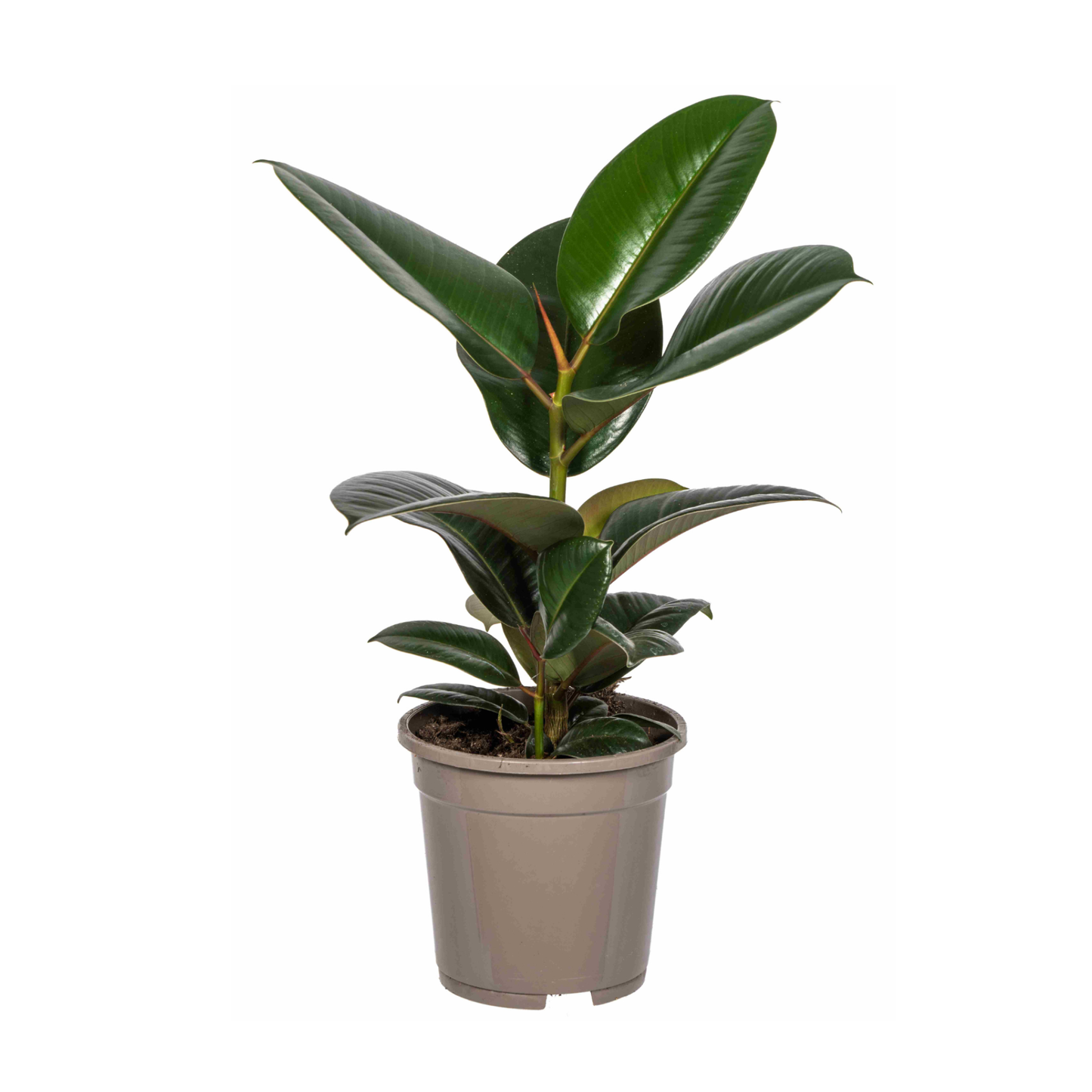 Ficus Elastica Robusta - "Gummibaum Robusta" - ⭥50cm