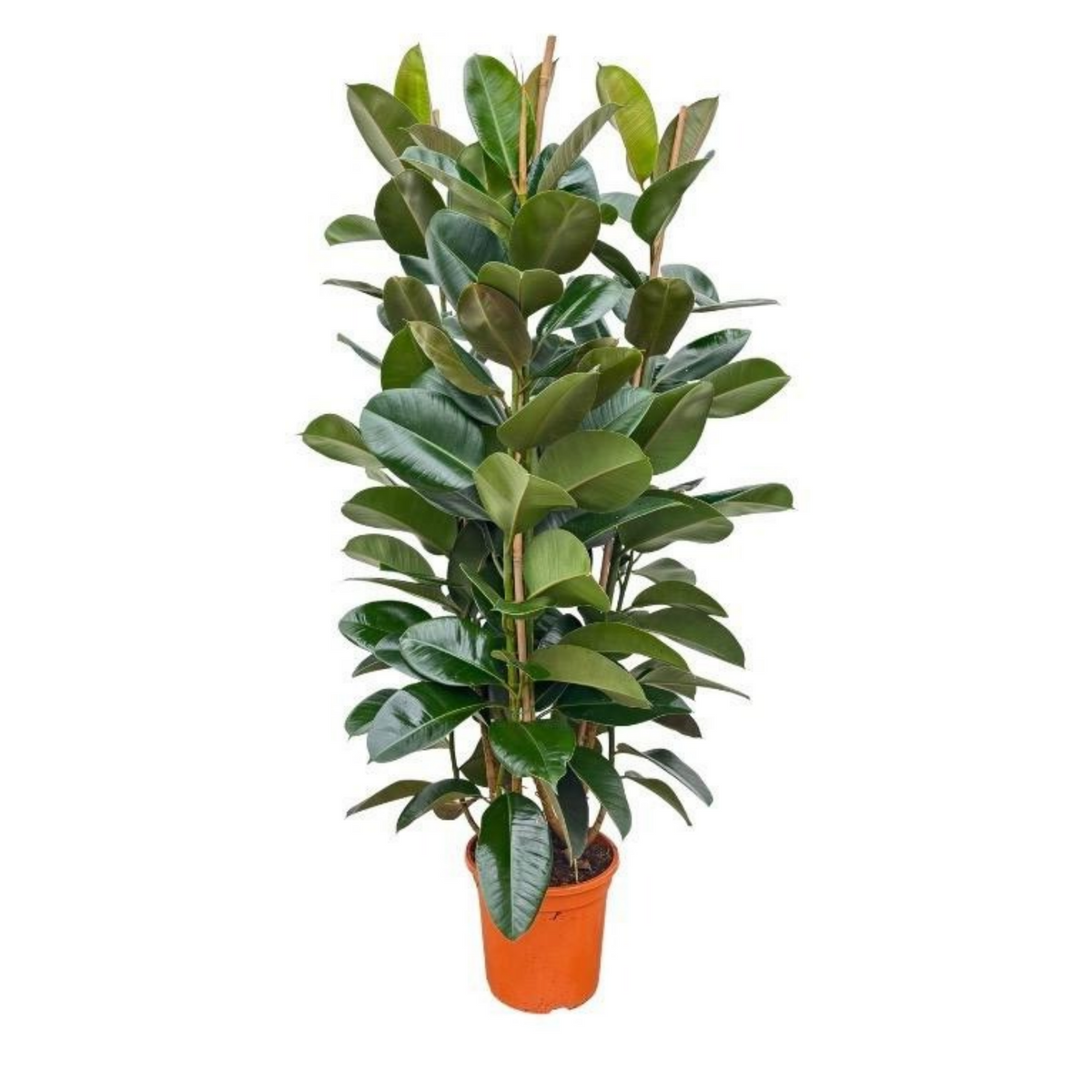Ficus Elastica Robusta - "Gummibaum" - ⭥140cm