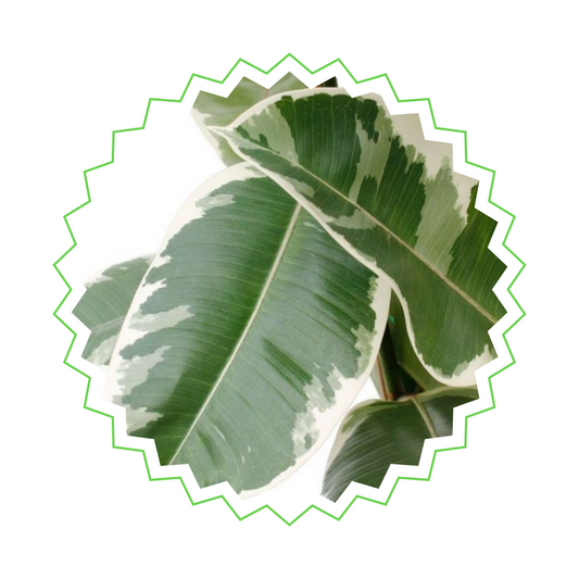 Ficus Elastica Tineke Strauch - "Gummibaum Tineke" - ⭥140cm