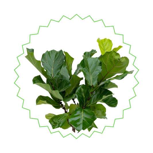 Ficus Lyrata - "Geigen-Feige" - ⭥130cm