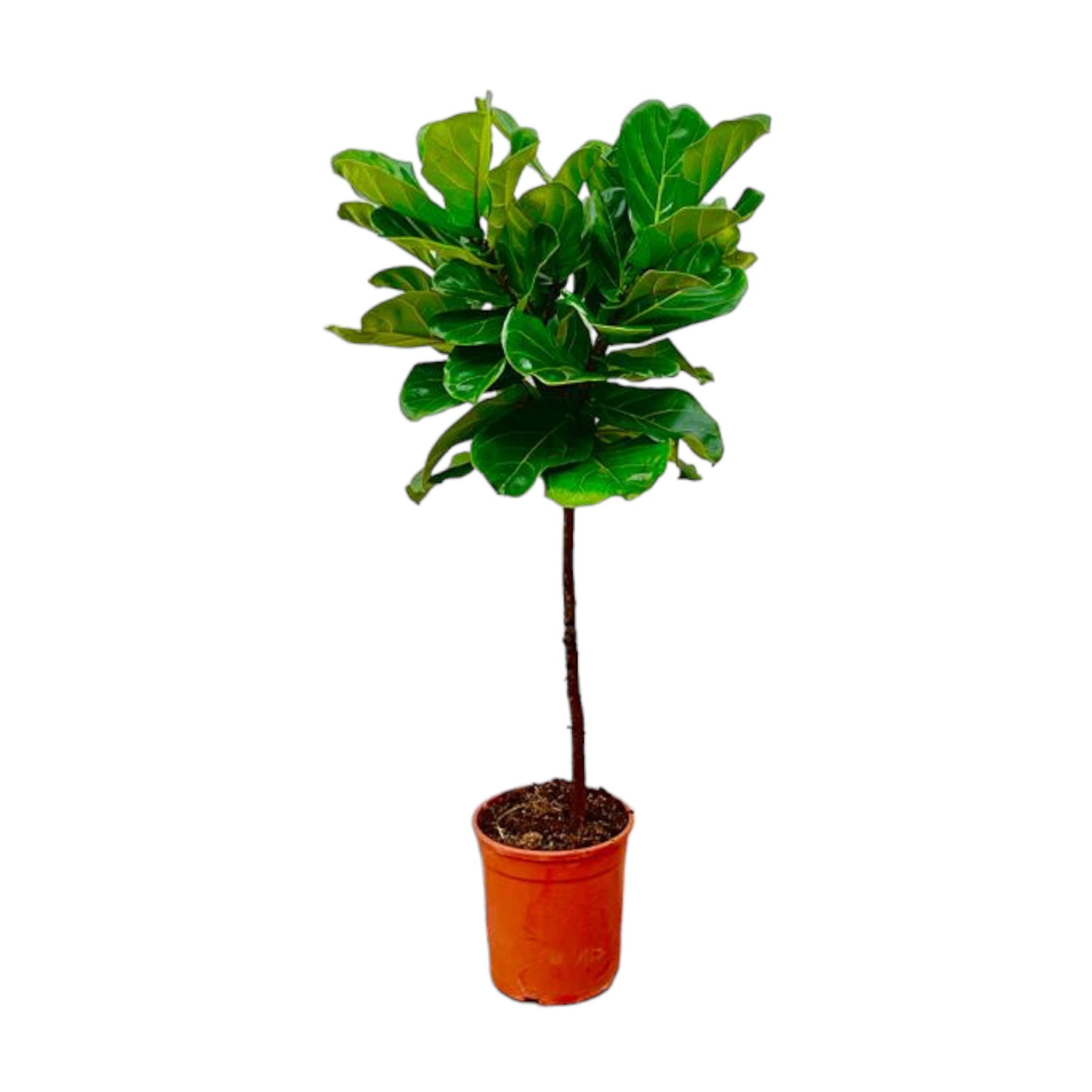 Ficus Lyrata - "Geigen-Feige" - ⭥130cm