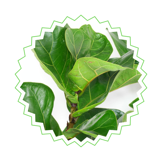 Ficus Lyrata Strauch - "Geigen-Feige" - ⭥150cm