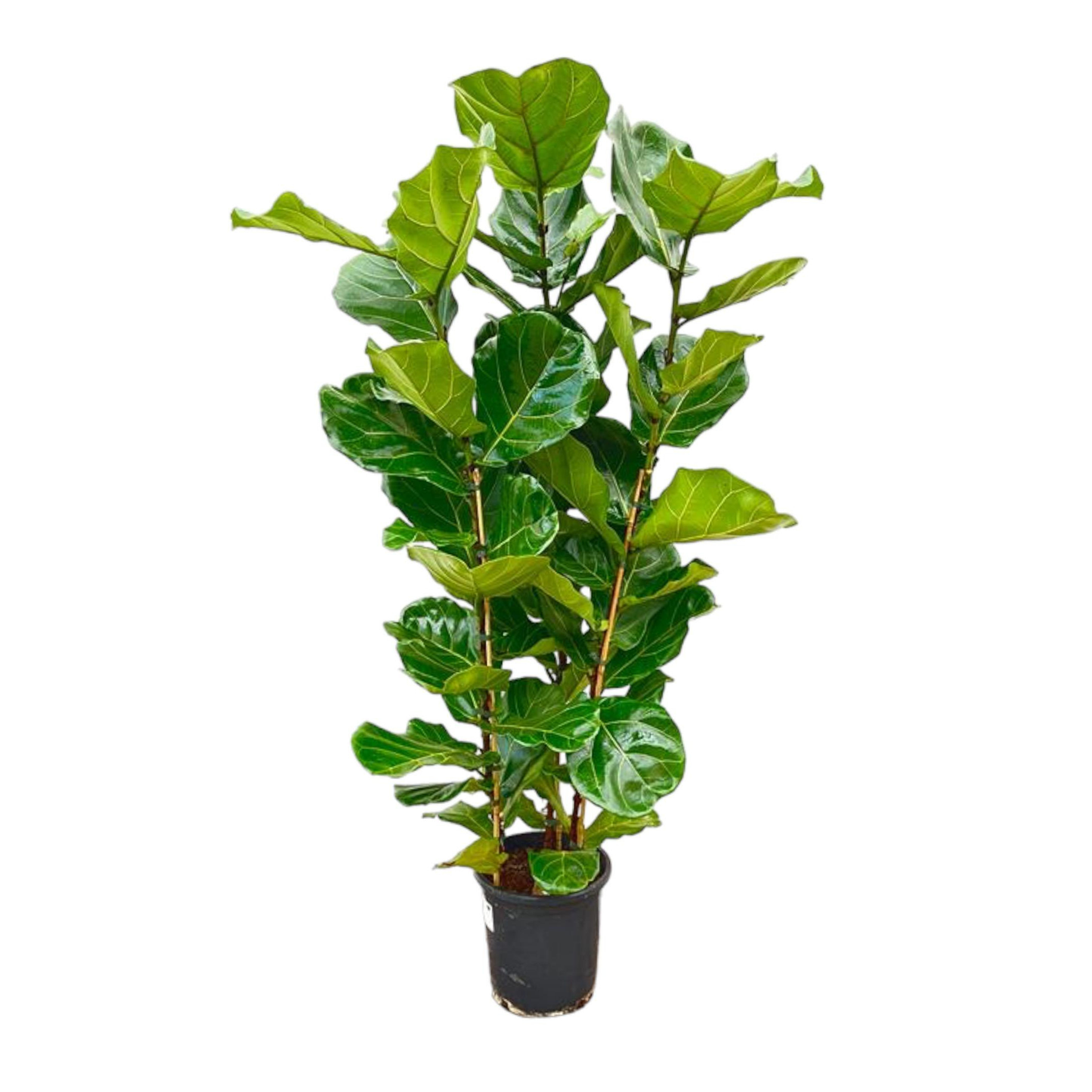Ficus Lyrata Strauch - "Geigen-Feige" - ⭥150cm