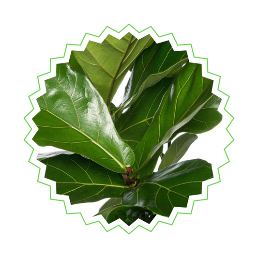 Ficus Lyrata Strauch - "Geigen-Feige" - ⭥170cm