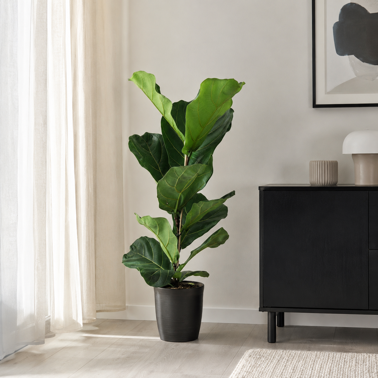Ficus Lyrata Strauch - "Geigen-Feige" - ⭥80cm