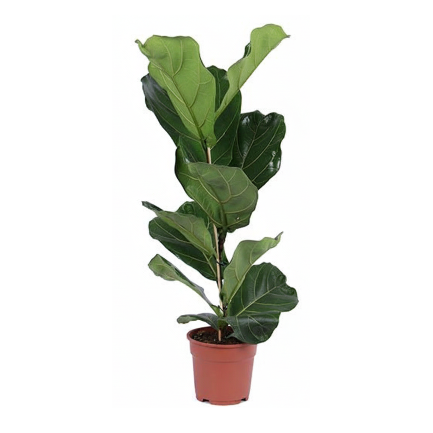 Ficus Lyrata Strauch - "Geigen-Feige" - ⭥80cm