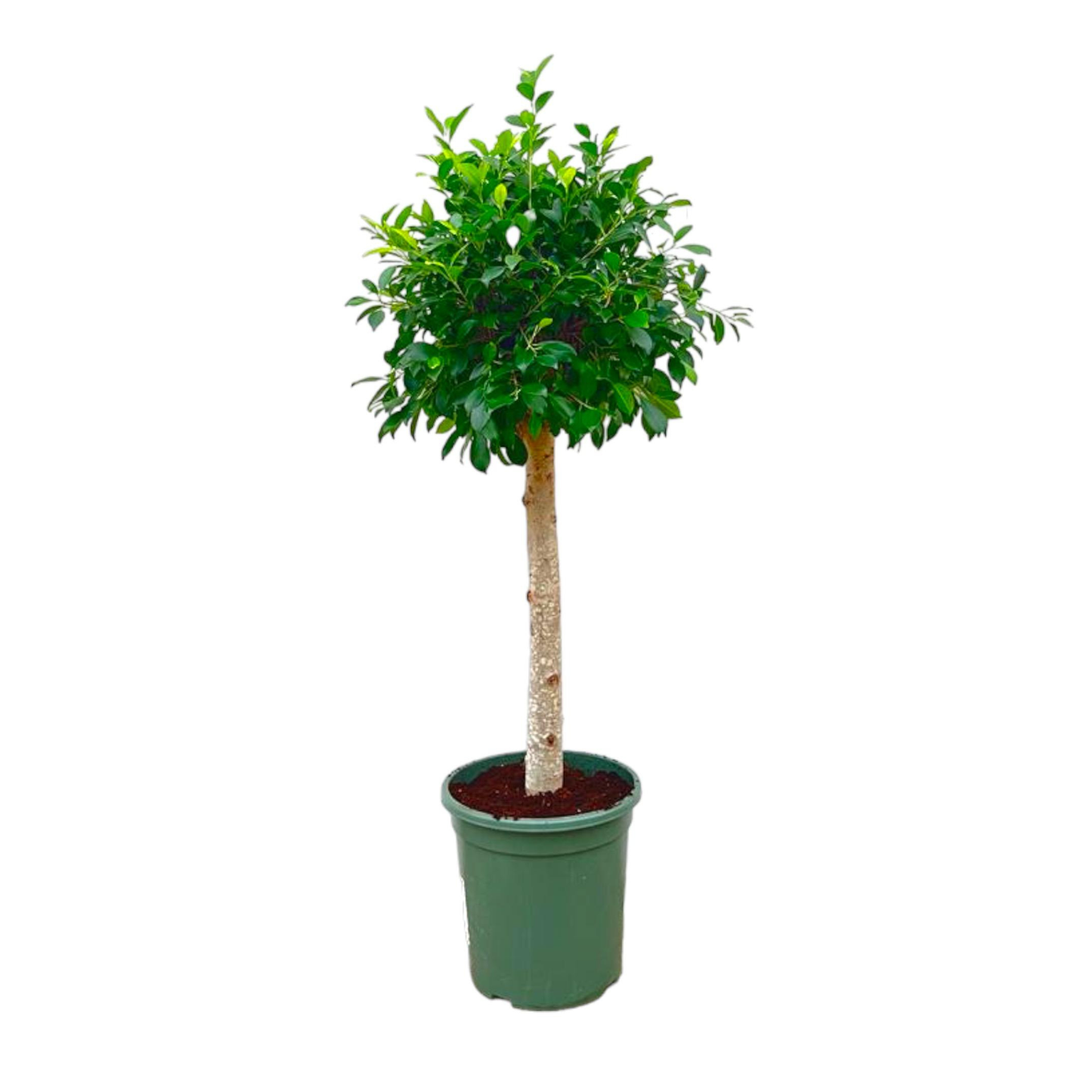 Ficus Nitida - "Indische Lorbeer-Feige" - ⭥150cm