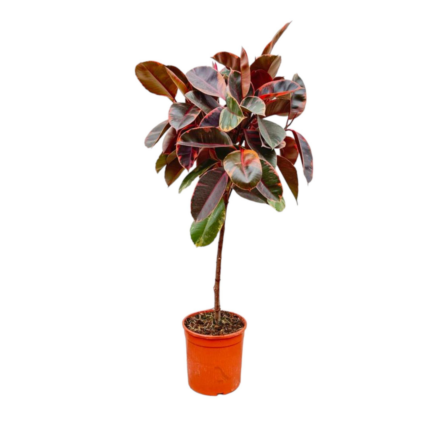 Ficus Elastica Belize - "Gummibaum Belize" - ⭥130cm