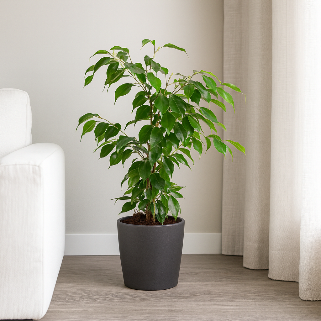 Ficus Benjamina Exotica - "Birkenfeige" - ⭥70cm