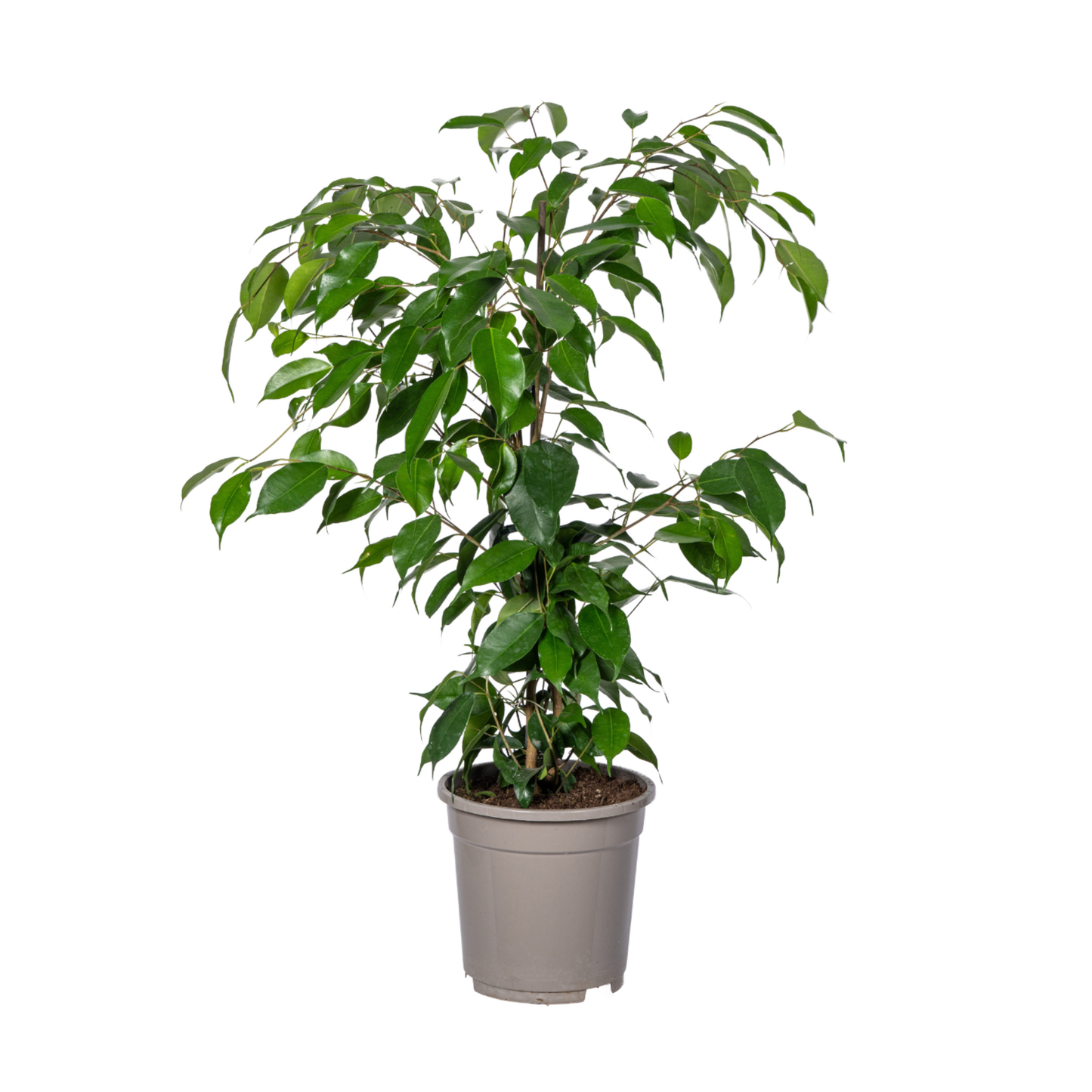 Ficus Benjamina Exotica - "Birkenfeige" - ⭥70cm