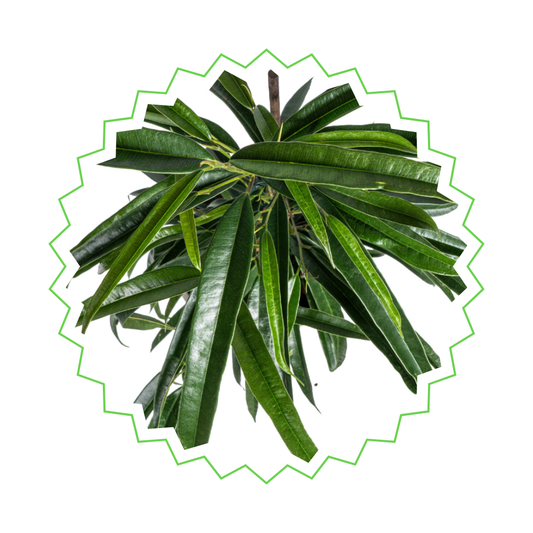 Ficus Binnendijkii Alii - "Alii-Feigenbaum" - ⭥70cm