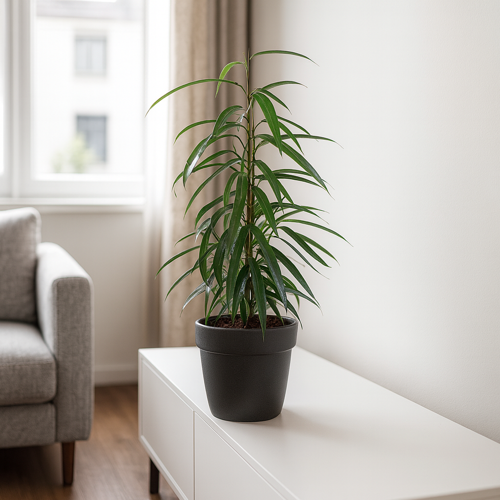 Ficus Binnendijkii Alii - "Alii-Feigenbaum" - ⭥70cm