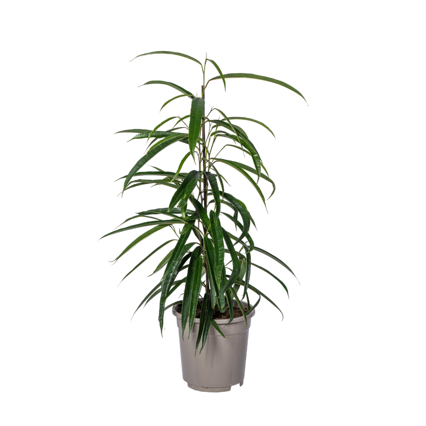 Ficus Binnendijkii Alii - "Alii-Feigenbaum" - ⭥70cm