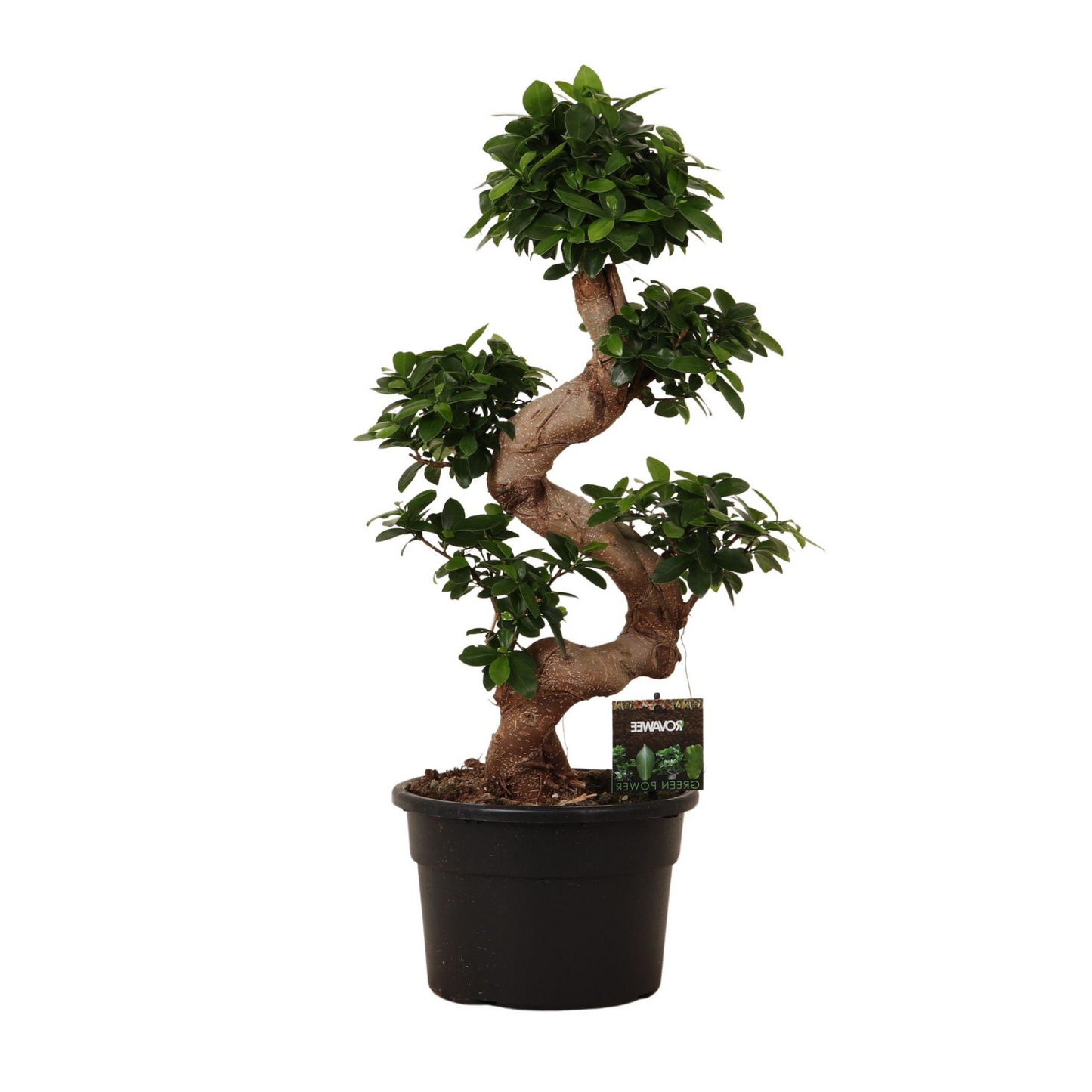 Ficus Microcarpa Ginseng - "Ginseng Feigenbaum" - ⭥80cm