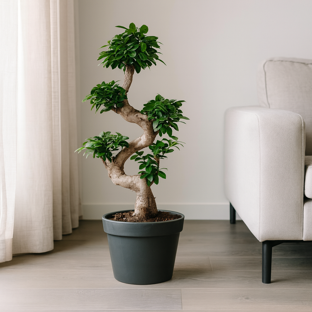 Ficus Microcarpa Ginseng - "Ginseng Feigenbaum" - ⭥80cm