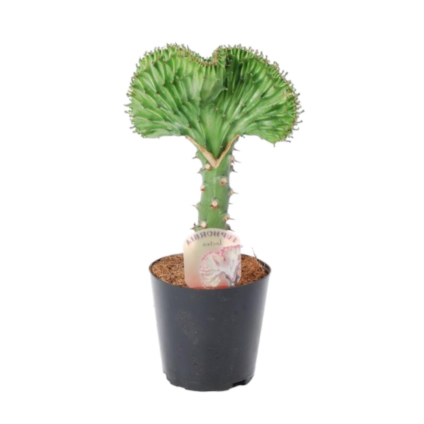 Grüne Euphorbia Lactea Cristata- ⭥35cm