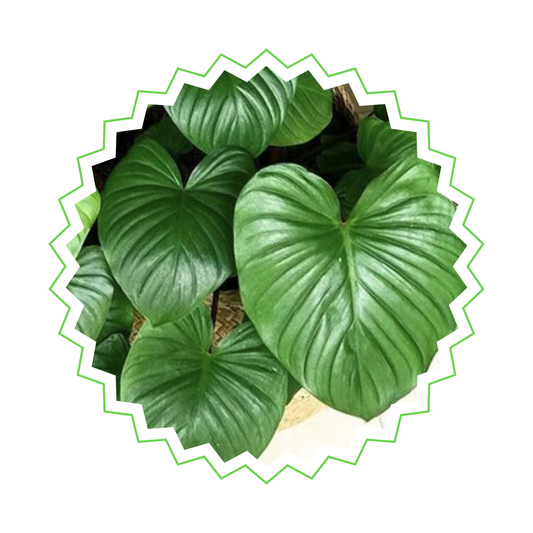 Homalomena Rubescens Maggy - ⭥100cm