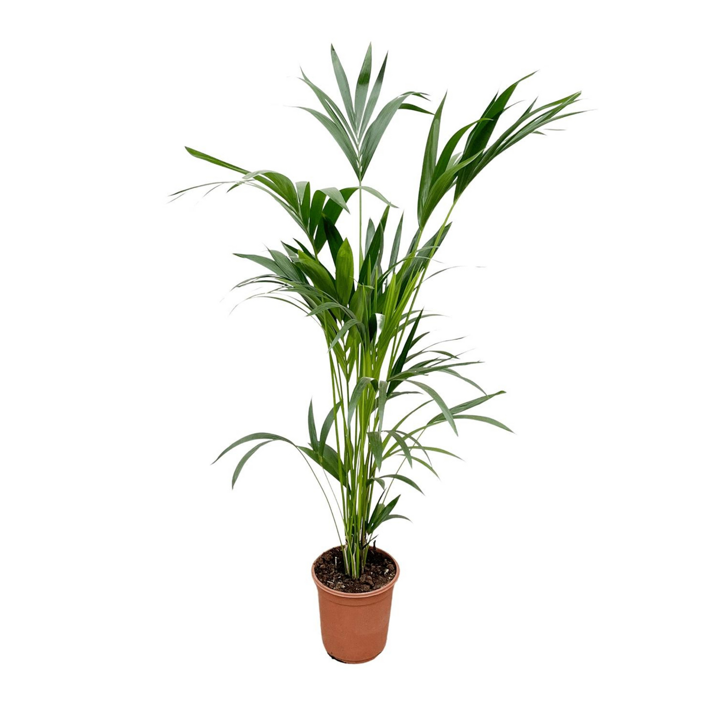 Howea Forsteriana - "Kentia Palme" - ⭥160cm
