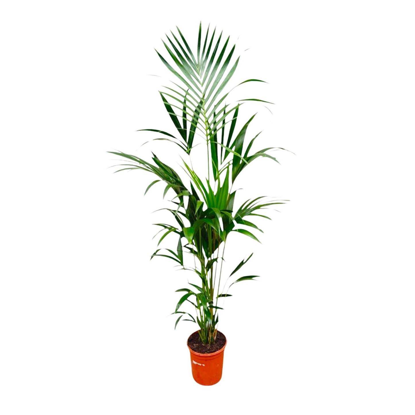 Howea Forsteriana - "Kentia Palme" - ⭥180cm