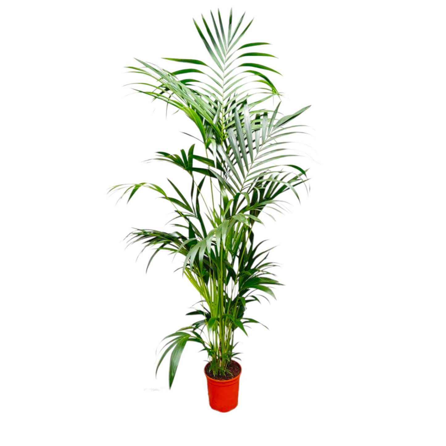 Howea Forsteriana - "Kentia Palme" - ⭥200cm