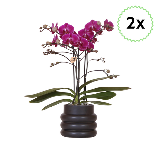 2x Lila Schmetterlingsorchidee "Morelia" - ⭥35cm