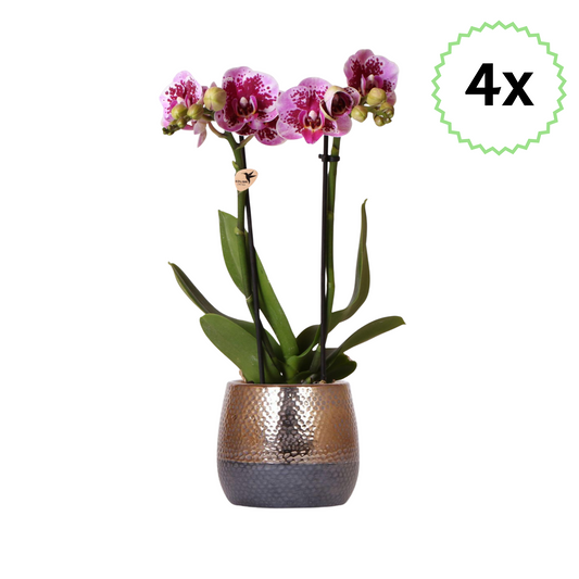 4x Rosa/Lila Schmetterlingsorchidee "El Salvador" - ⭥35cm