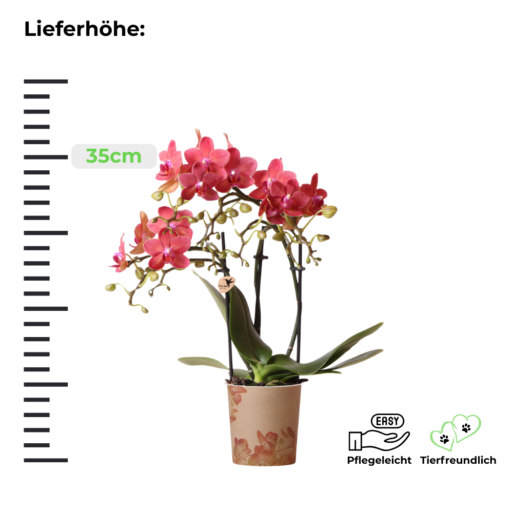 Phalaenopsis Orchidee - rote Schmetterlingsorchidee Kongo - ⭥35cm
