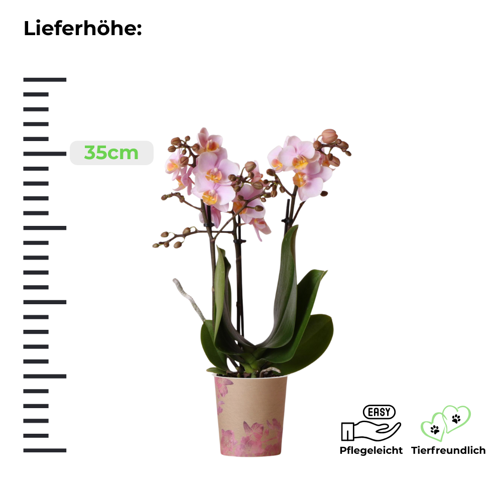 Rosa Schmetterlingsorchidee Andorra - ⭥35cm