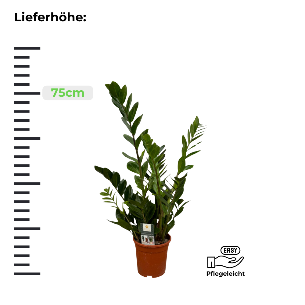 Zamioculcas Zamiifolia "Glücksfeder" - ⭥75cm