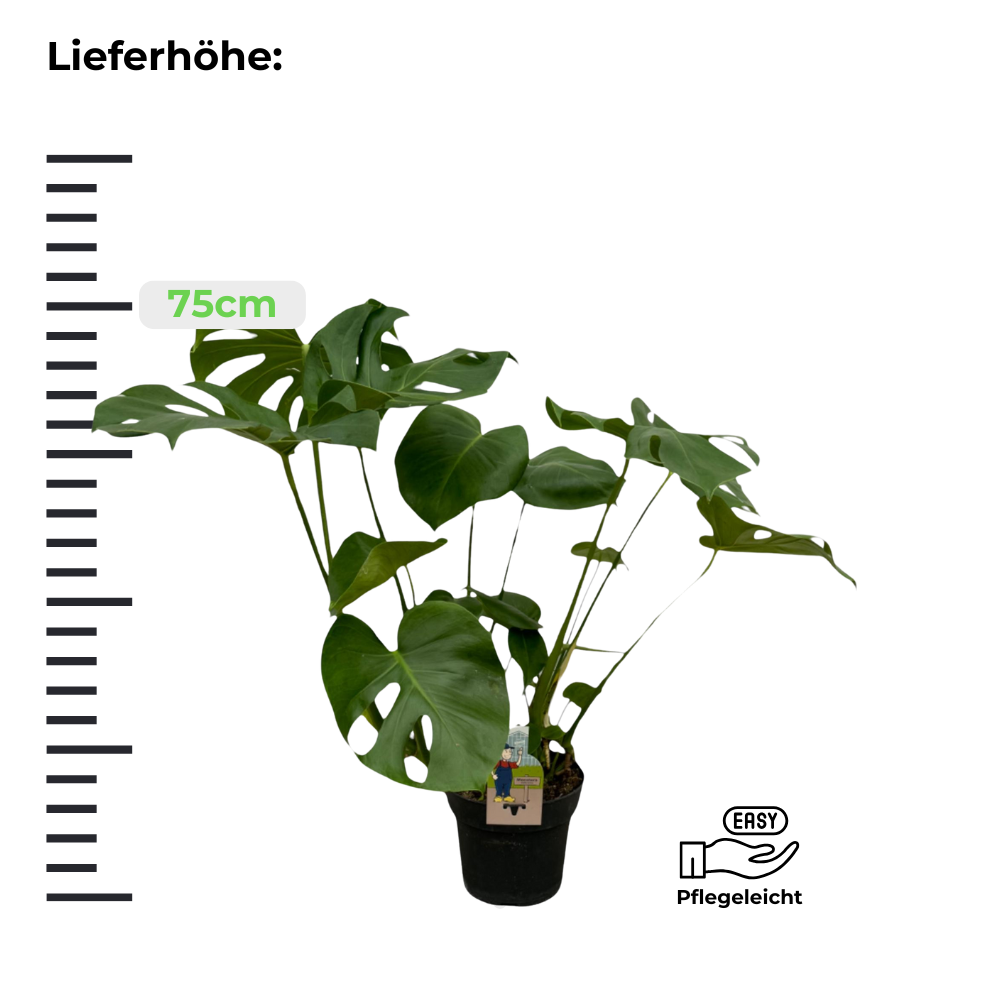 Monstera Deliciosa "Fensterblatt" - ⭥75cm
