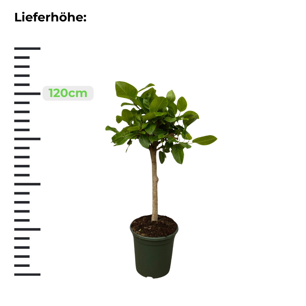 Ficus Altissima Variegata - ⭥120cm