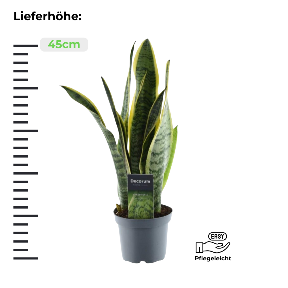 Sansevieria Laurentii - ⭥45cm